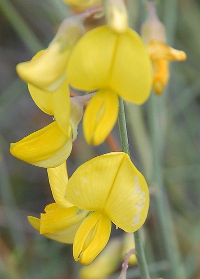 Crotalaria lebeckioides, photographed by Charles Stirton