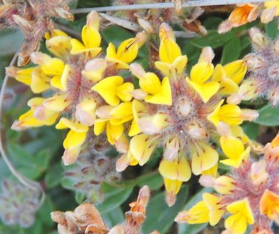 Leobordea procumbens, photographed by Charles Stirton
