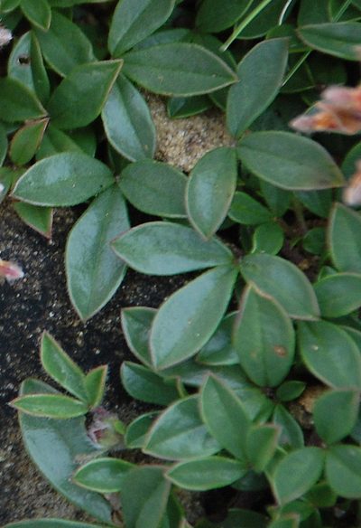 Leobordea procumbens, photographed by Charles Stirton