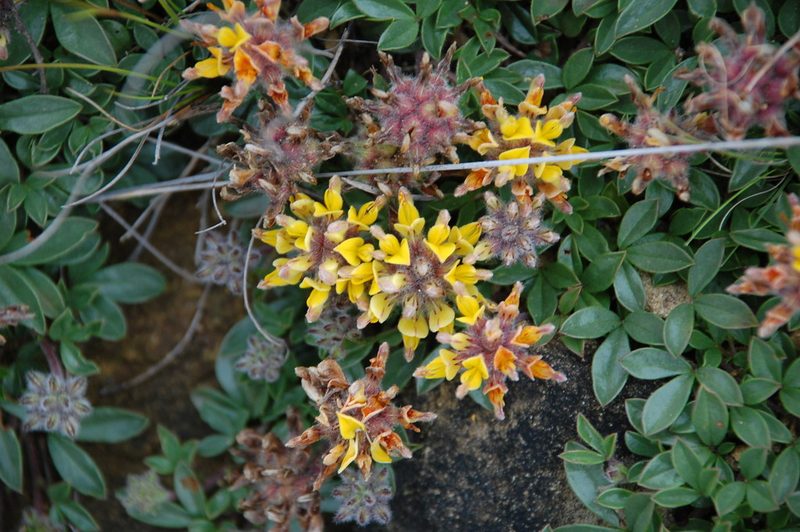 Leobordea procumbens, photographed by Charles Stirton