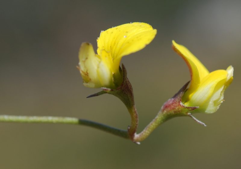 Lotononis monophylla, photographed by Charles Stirton