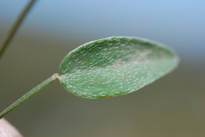 Lotononis monophylla, photographed by Charles Stirton