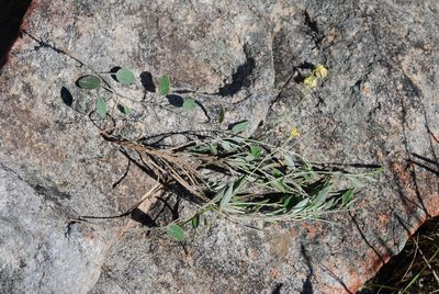 Lotononis monophylla, photographed by Charles Stirton