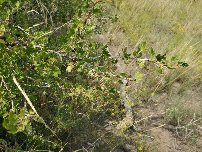 Ribes inerme, photographed by Craig Martin