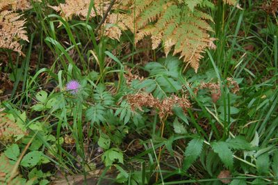 Serratula coronata, photographed by Alexander Dubynin