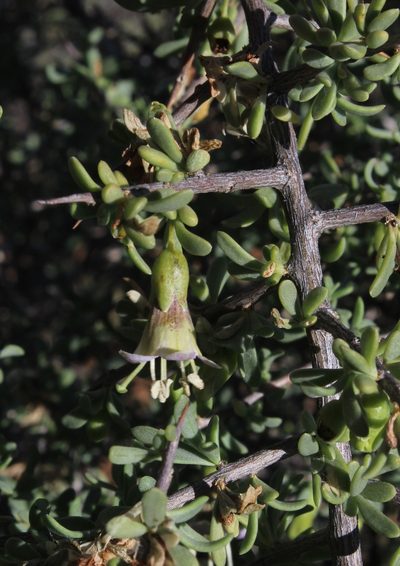 Lycium amoenum, photographed by Tony Rebelo