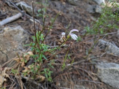 Keckiella breviflora, photographed by Zac Peterson