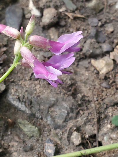 Astragalus hallii, photographed by Craig Martin