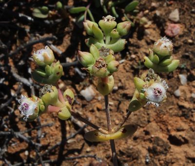 Stoeberia frutescens, photographed by Tony Rebelo