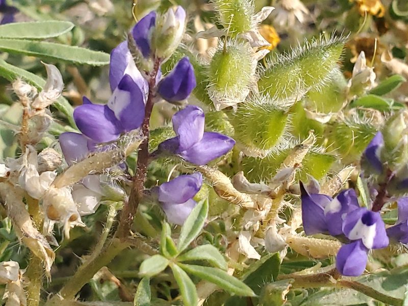 Lupinus pusillus, photographed by Craig Martin