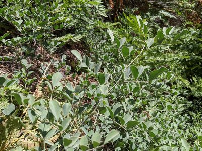 Hosackia crassifolia, photographed by Zac Peterson