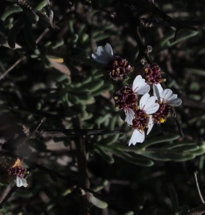 Eriocephalus brevifolius, photographed by Tony Rebelo