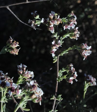 Eriocephalus brevifolius, photographed by Tony Rebelo