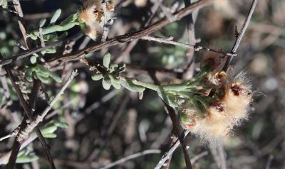 Eriocephalus brevifolius, photographed by Tony Rebelo