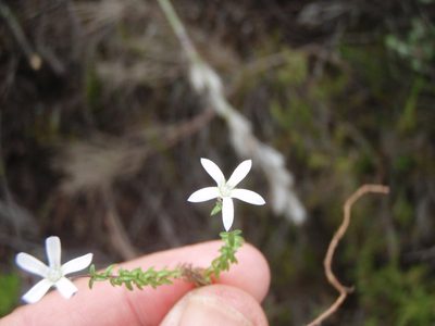 Wahlenbergia neorigida, photographed by Nicola van Berkel