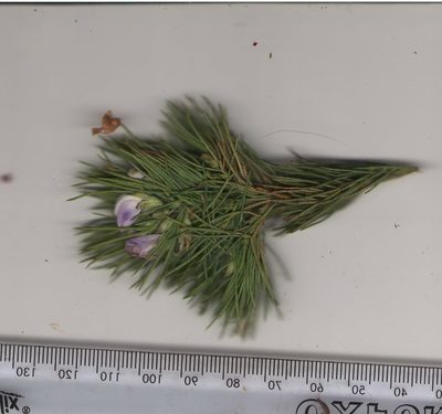 Psoralea kougaensis, photographed by Nicola van Berkel