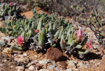 Cephalophyllum tricolorum, photographed by Tony Rebelo