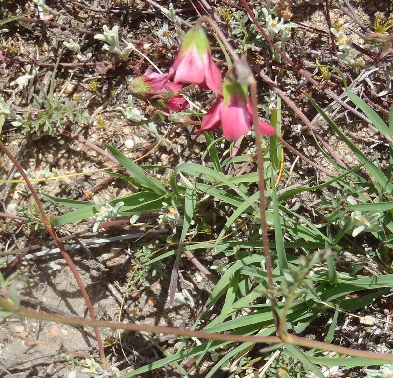Hermannia bicolor, photographed by Nicola van Berkel