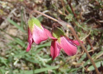 Hermannia bicolor, photographed by Nicola van Berkel