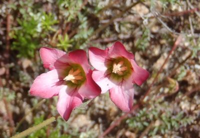 Hermannia bicolor, photographed by Nicola van Berkel