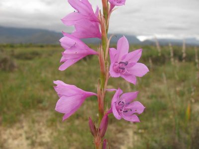 Watsonia marginata, photographed by douglaseustonbrown