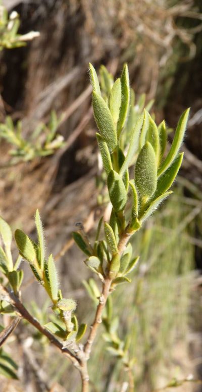 Liparia racemosa, photographed by Di Turner
