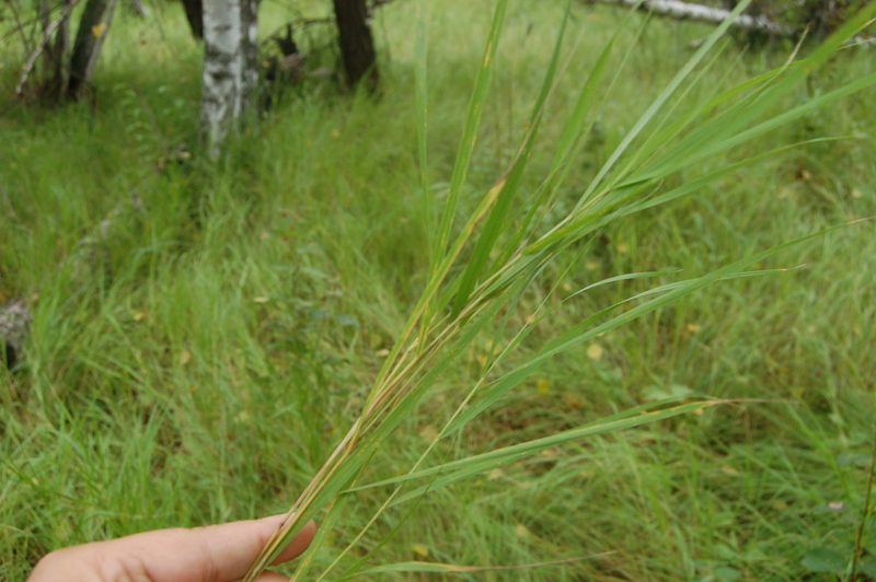 Calamagrostis canescens, photographed by Alexander Dubynin
