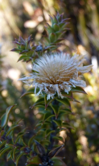 Oedera speciosa, photographed by Di Turner