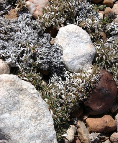 Eragrostis bergiana, photographed by Tony Rebelo