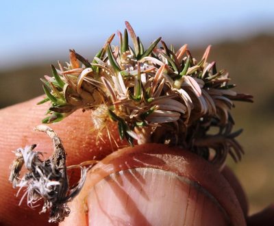 Eragrostis bergiana, photographed by Tony Rebelo
