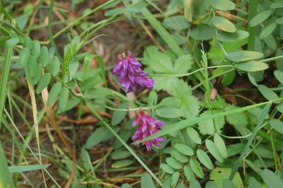 Vicia amoena, photographed by Alexander Dubynin