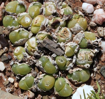 Gibbaeum nuciforme, photographed by Tony Rebelo