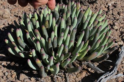 Cylindrophyllum comptonii, photographed by Tony Rebelo