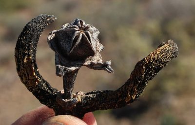 Cylindrophyllum comptonii, photographed by Tony Rebelo