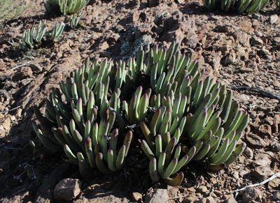 Cylindrophyllum comptonii, photographed by Tony Rebelo