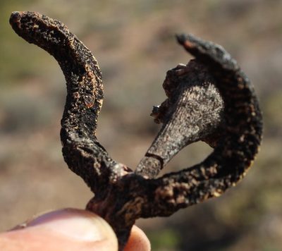 Cylindrophyllum comptonii, photographed by Tony Rebelo