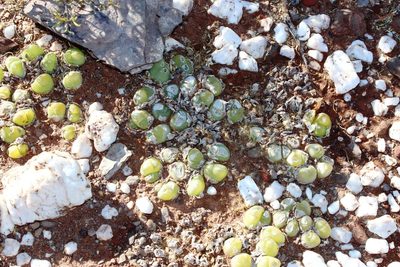 Gibbaeum nuciforme, photographed by Tony Rebelo