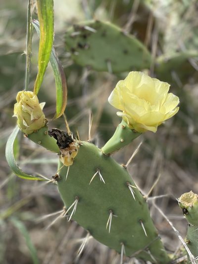Opuntia cubensis, photographed by Robin White
