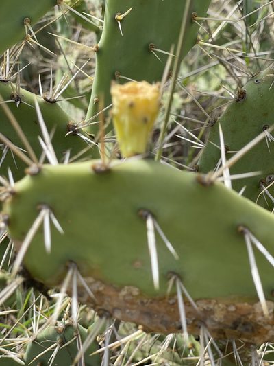 Opuntia cubensis, photographed by Robin White