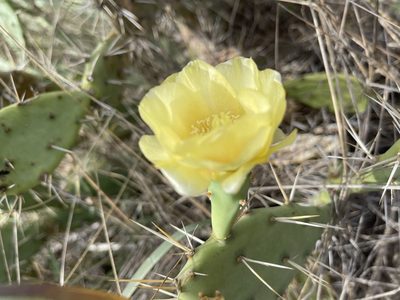 Opuntia cubensis, photographed by Robin White