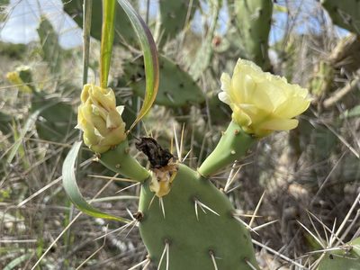 Opuntia cubensis, photographed by Robin White