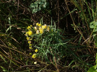 Galatella biflora, photographed by Oleg Kosterin