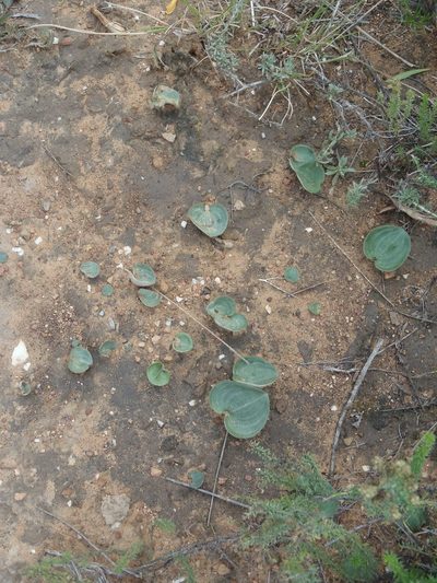 Eriospermum porphyrium, photographed by Nicola van Berkel