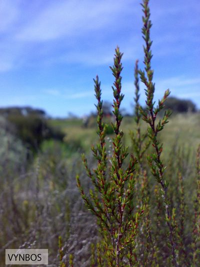 Cliffortia ericifolia, photographed by Chris Vynbos