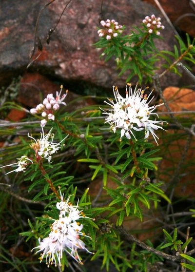 Agathosma lanceolata, photographed by Tony Rebelo
