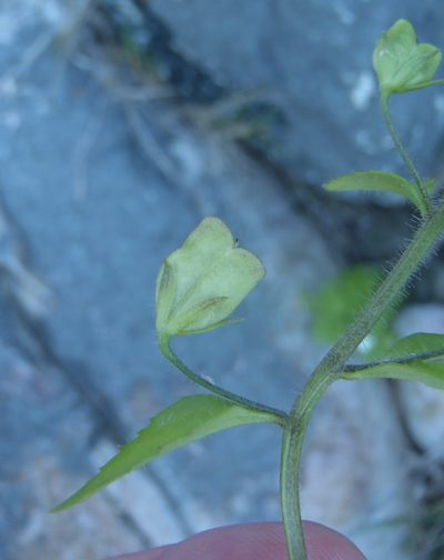 Nemesia petiolina, photographed by Nicola van Berkel