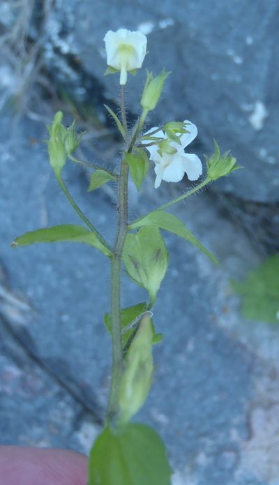 Nemesia petiolina, photographed by Nicola van Berkel