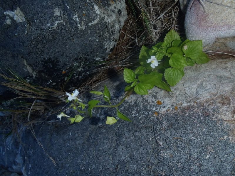 Nemesia petiolina, photographed by Nicola van Berkel
