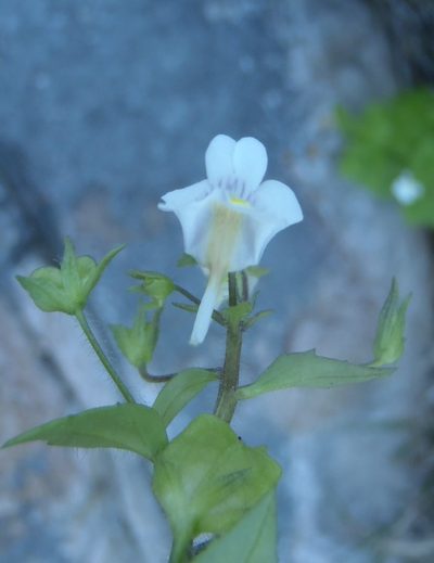 Nemesia petiolina, photographed by Nicola van Berkel
