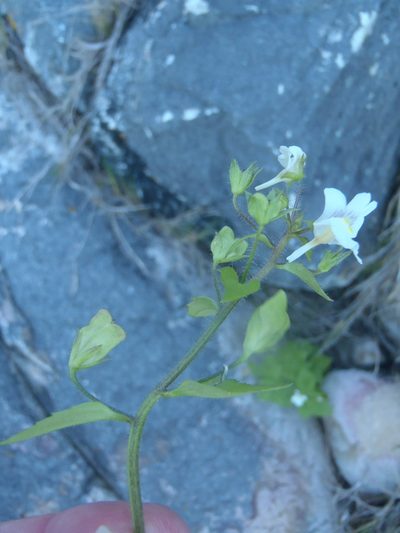 Nemesia petiolina, photographed by Nicola van Berkel